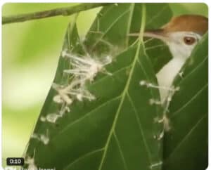Tailorbirds: The Feathered Seamstresses Making Us All Look Bad Screenshot 2024 09 30 at 3.30.04 PM